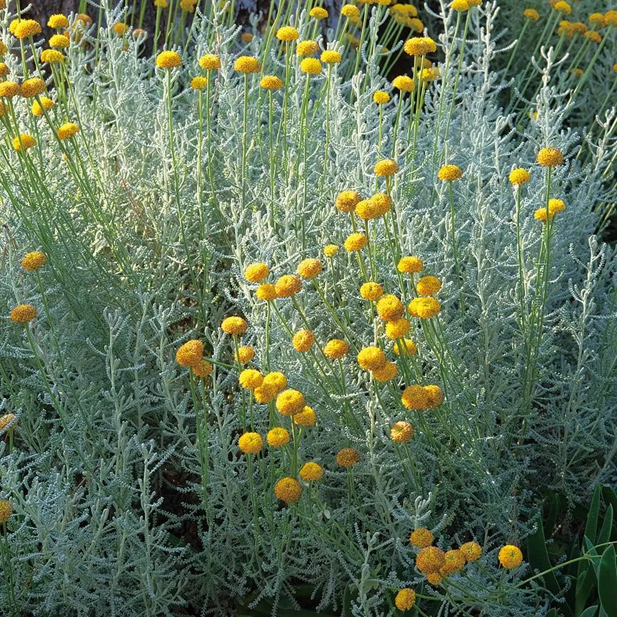 Helichrysum Splendidum Essential Oil