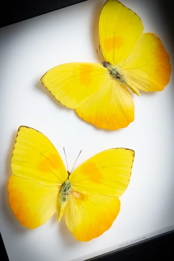 Phoebis Philea (Orange Barred Sulphur Butterfly)