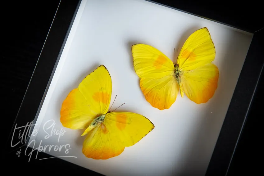 Phoebis Philea (Orange Barred Sulphur Butterfly)