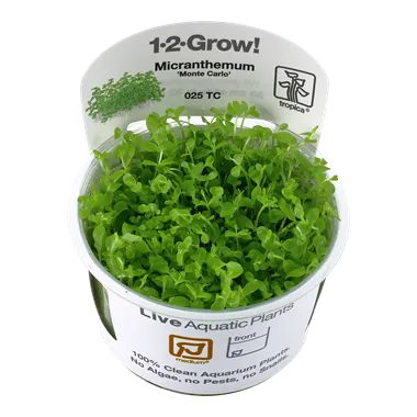 Tropica Micranthemum Monte Carlo 1-2-Grow